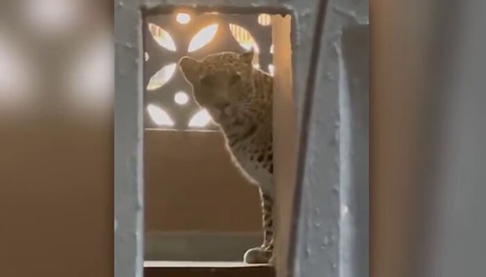 മീരാ ഭയയന്തറിൽ ഫ്ലാറ്റിലും,  മറ്റു ജനവാസ മേഖലയിലും ഇറങ്ങിയ പുലിയെ പിടികൂടി