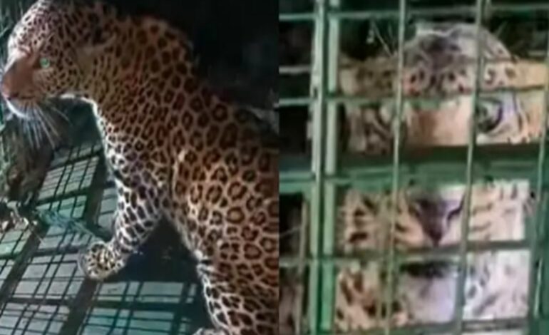 കാഞ്ഞിരപ്പുഴയെ വിറപ്പിച്ച പുലി കൂട്ടിലായി