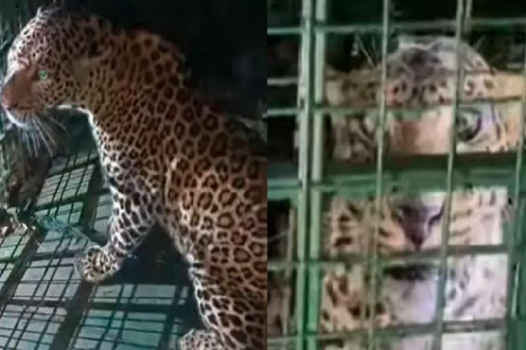 കാഞ്ഞിരപ്പുഴയെ വിറപ്പിച്ച പുലി കൂട്ടിലായി