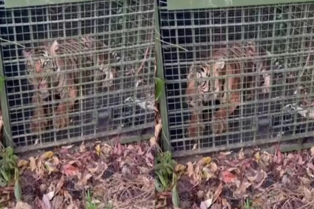 കുമ്പളത്താമണ്ണിൽ ഭീതി വിതച്ച കടുവ ഒടുവിൽ കെണിയിൽ; നാട്ടുകാരുടെ ആശങ്കയ്ക്ക് വിരാമം