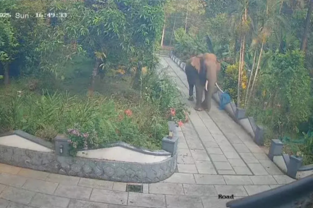 കണ്ണൂർ അയ്യൻകുന്നിൽ കാട്ടാന ഭീഷണി: തുരത്തൽ ഇന്ന് ആരംഭിക്കും, നാല് വാർഡുകളിൽ നിരോധനാജ്ഞ