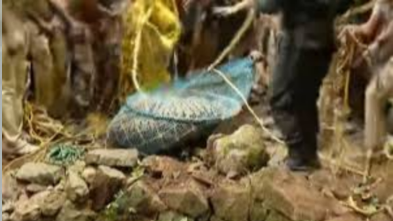 കിണറ്റില്‍ വീണ കടുവയെ പുറത്തെടുത്തു