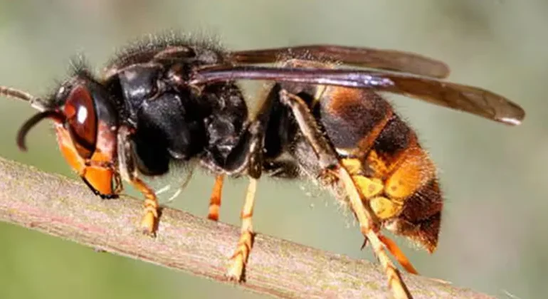 ആറാട്ടുപുഴയിൽ കടന്നൽ കുത്ത് ഏറ്റ് ചികിത്സയിലായിരുന്ന സ്ത്രീ മരിച്ചു