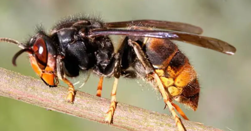 ആറാട്ടുപുഴയിൽ കടന്നൽ കുത്ത് ഏറ്റ് ചികിത്സയിലായിരുന്ന സ്ത്രീ മരിച്ചു