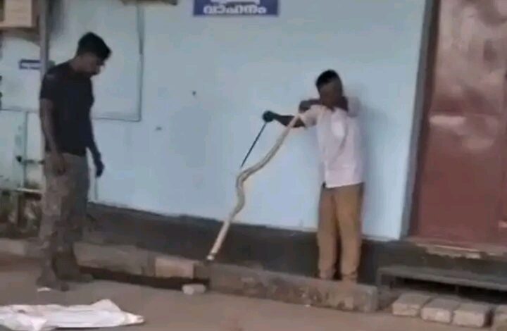 തൃശൂർ ജനറൽ ആശുപത്രിയിൽ മൂർഖൻ പാമ്പിനെ പിടികൂടി