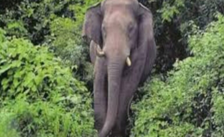 വയനാട് വീണ്ടും കാട്ടാന ആക്രമണം, യുവാവിന് ഗുരുതര പരിക്ക്