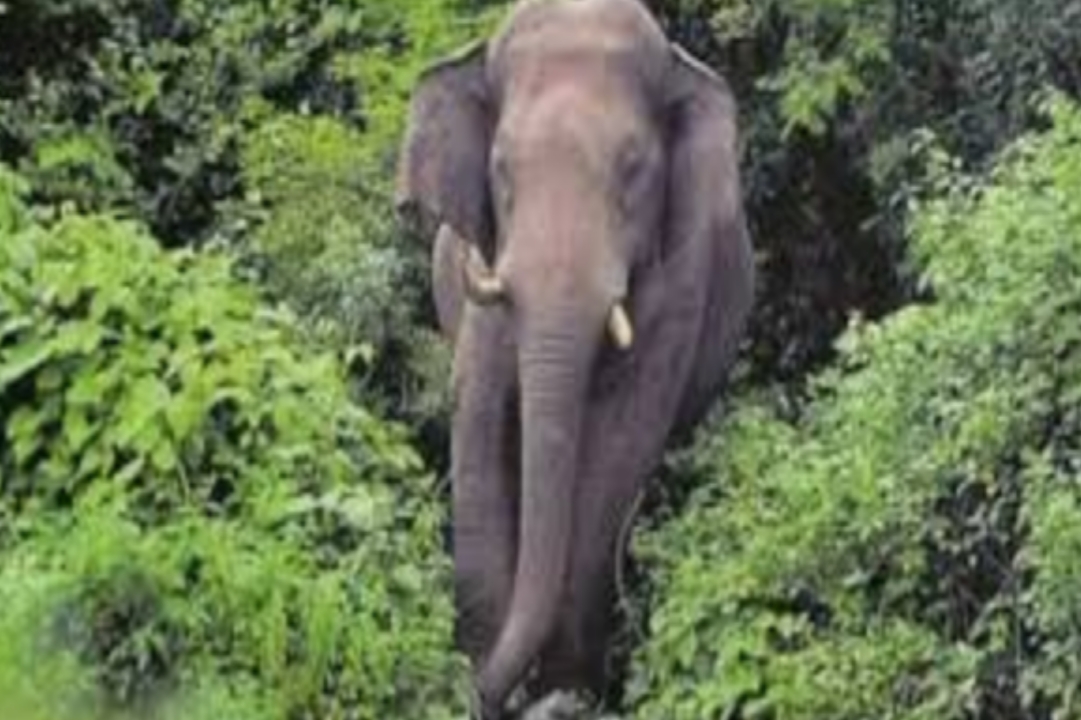 വയനാട് വീണ്ടും കാട്ടാന ആക്രമണം, യുവാവിന് ഗുരുതര പരിക്ക്