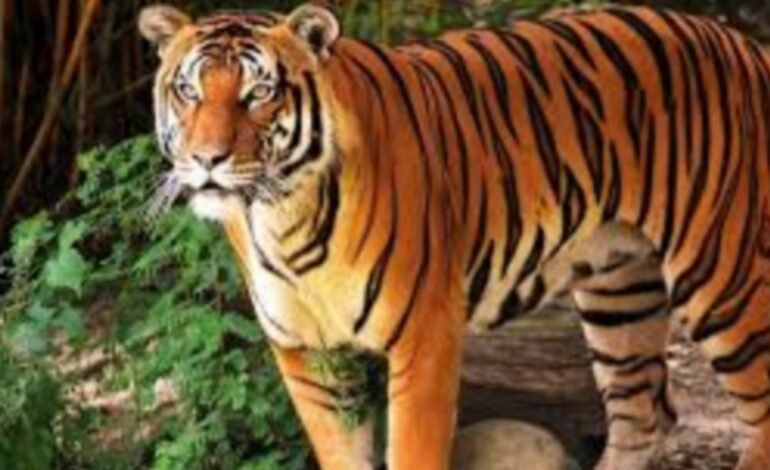 കഴിഞ്ഞ  വര്‍ഷം 166 കടുവകള്‍ ചത്തു :60 ശതമാനം  വർധനവ്: കടുവകളുടെ മരണനിരക്ക് ഉയരുന്നു.