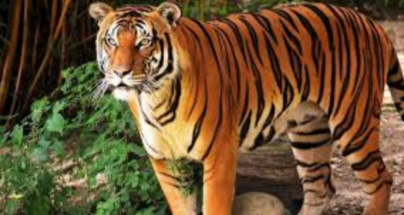 കഴിഞ്ഞ  വര്‍ഷം 166 കടുവകള്‍ ചത്തു :60 ശതമാനം  വർധനവ്: കടുവകളുടെ മരണനിരക്ക് ഉയരുന്നു.