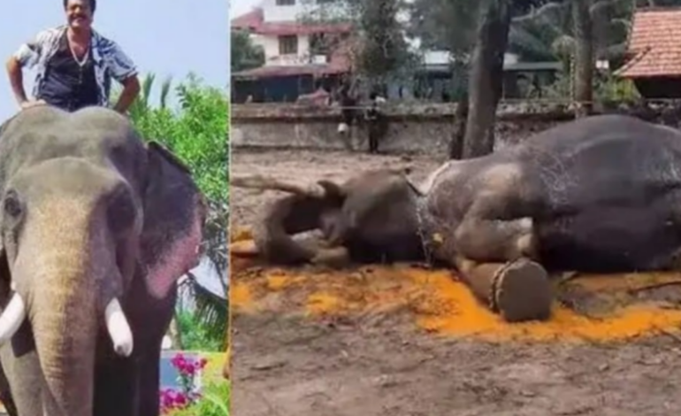 തുറുപ്പുഗുലാനിലെ പ്രധാന കഥാപാത്രം: നെല്ല്യക്കാട്ട് മഹാദേവൻ ചരിഞ്ഞു