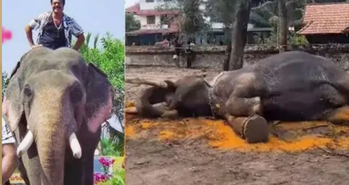 തുറുപ്പുഗുലാനിലെ പ്രധാന കഥാപാത്രം: നെല്ല്യക്കാട്ട് മഹാദേവൻ ചരിഞ്ഞു