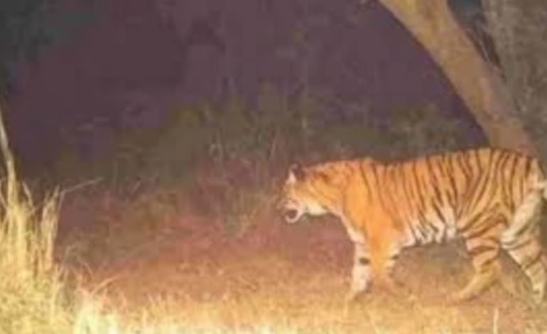 അരിവയൽ: മംഗലാംകുന്ന് പ്രദേശത്ത് കടുവയുടെ സാന്നിധ്യം ജനങ്ങളെ ഭീതിയിലാക്കുന്നു