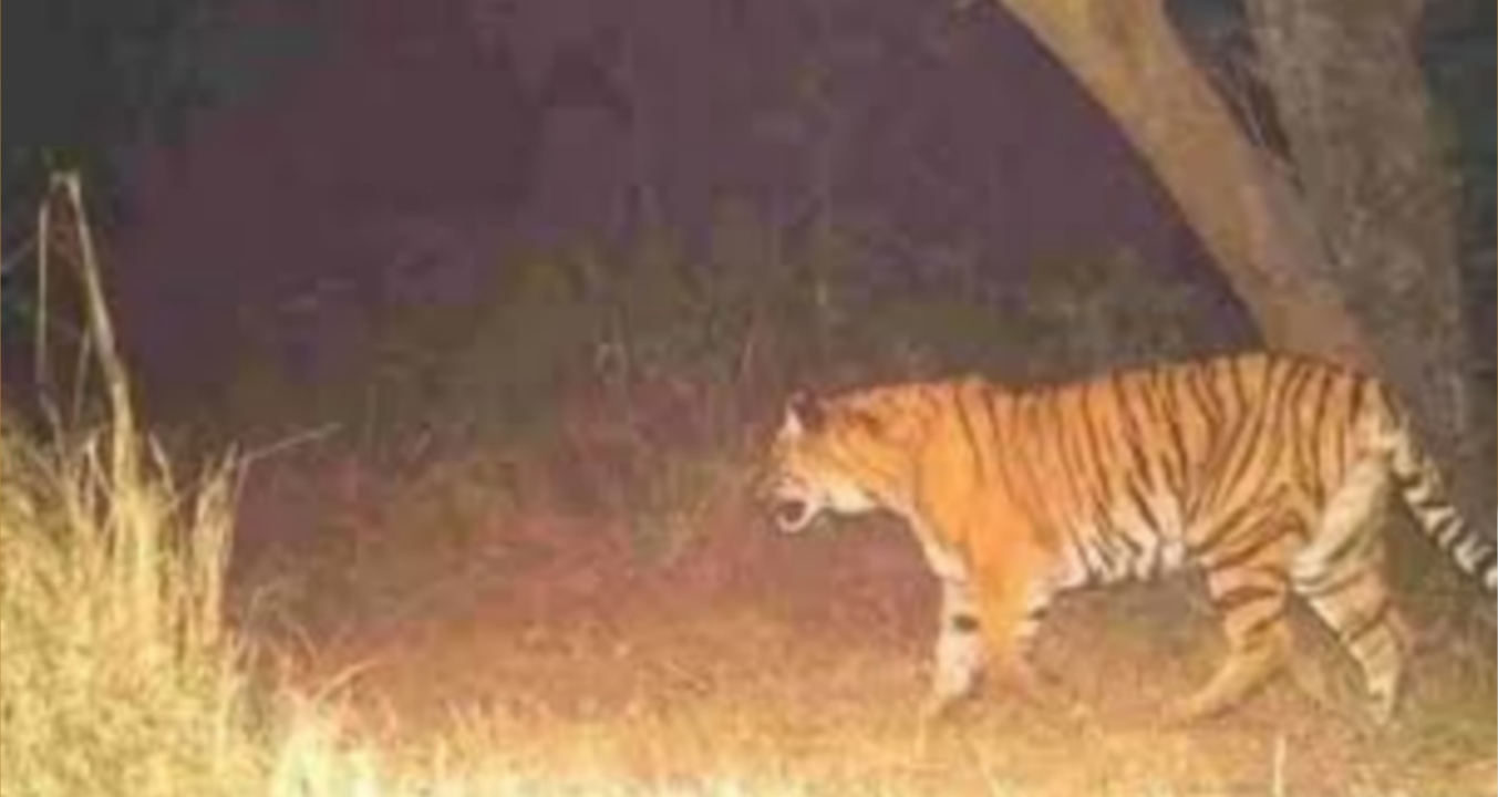 അരിവയൽ: മംഗലാംകുന്ന് പ്രദേശത്ത് കടുവയുടെ സാന്നിധ്യം ജനങ്ങളെ ഭീതിയിലാക്കുന്നു