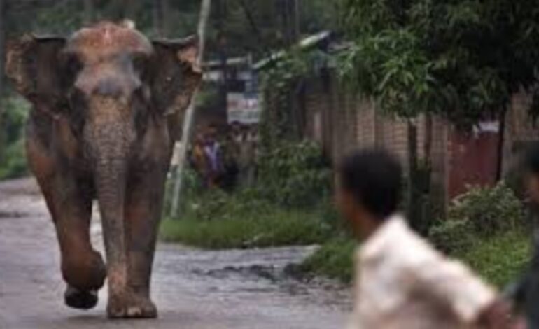 കാട്ടാന ആക്രമണത്തില്‍  മധ്യവയസ്കന്  പരിക്കേറ്റു