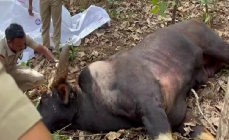 മുണ്ടക്കയത്ത് കാട്ടുപോത്ത് ചത്തത് മറ്റു വന്യജീവികളുടെ ആക്രമണത്തില്‍നിന്നേറ്റ മുറിവിനെ തുടര്‍ന്ന്