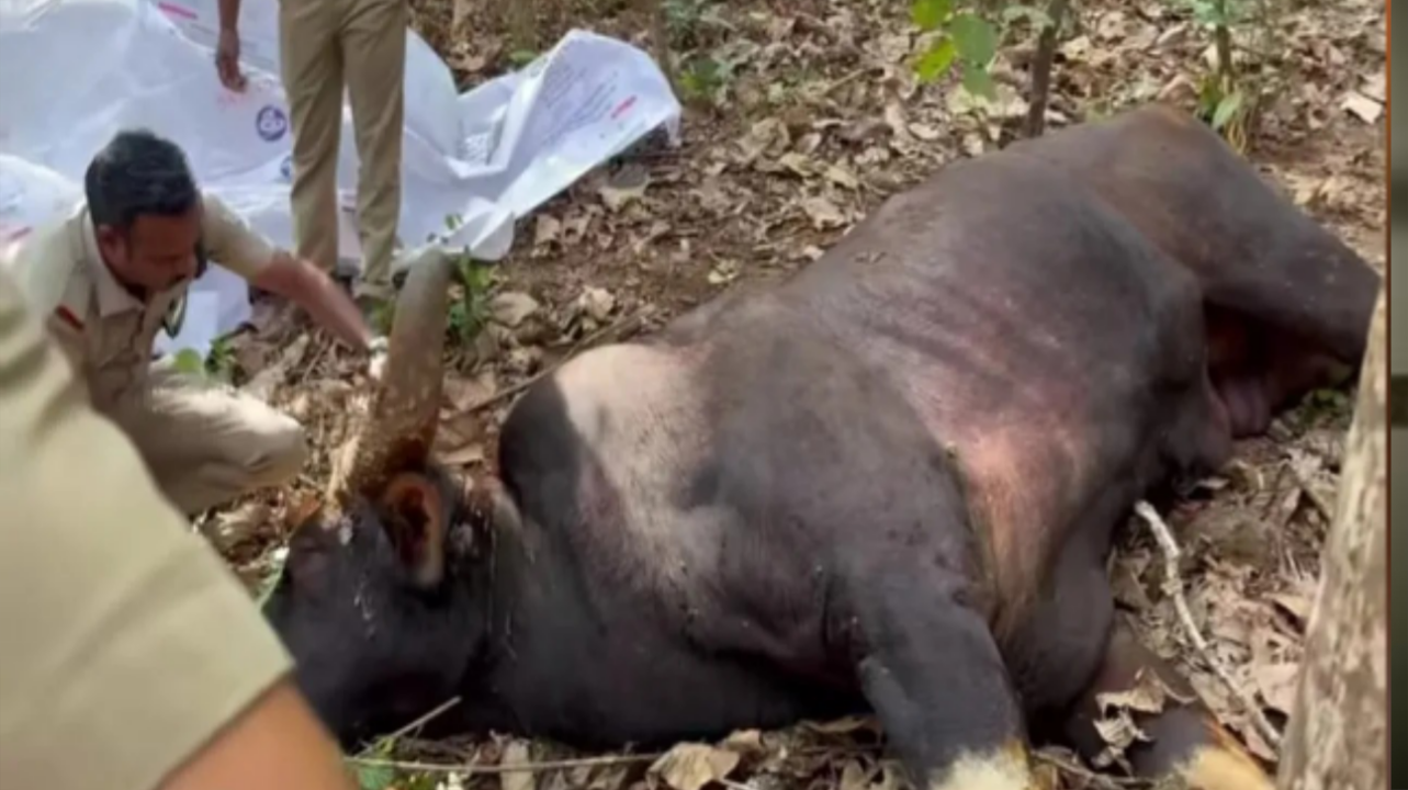 മുണ്ടക്കയത്ത് കാട്ടുപോത്ത് ചത്തത് മറ്റു വന്യജീവികളുടെ ആക്രമണത്തില്‍നിന്നേറ്റ മുറിവിനെ തുടര്‍ന്ന്