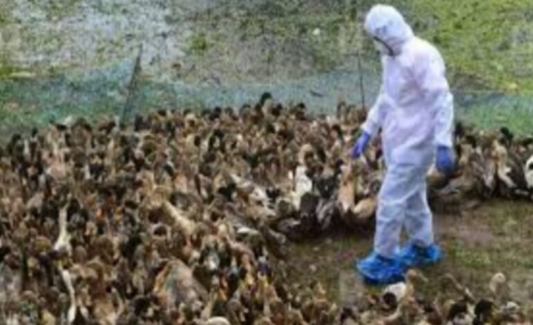 ആലപ്പുഴയില്‍ 4 പഞ്ചായത്തില്‍ പക്ഷിപ്പനി