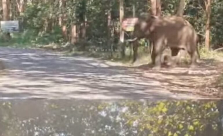 കോന്നി–തണ്ണിത്തോട് റോഡിൽ കാട്ടാന ഇറങ്ങി; ഗതാഗതം തടസ്സപ്പെട്ടു