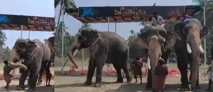 ഗുരുവായൂരിൽ തലപ്പൊക്ക മത്സരത്തിനിടെ ആന പാപ്പാനെ കൊമ്പുകൊണ്ട് തട്ടിത്തെറിപ്പിച്ചു