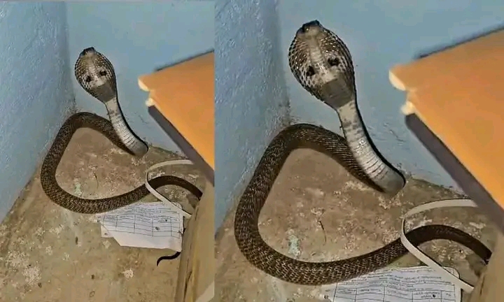 പെരിഞ്ഞനം സർവിസ് സഹകരണ ബാങ്കിന്റെ സ്ട്രോങ് റൂമിൽ മൂർഖൻ പാമ്പ്