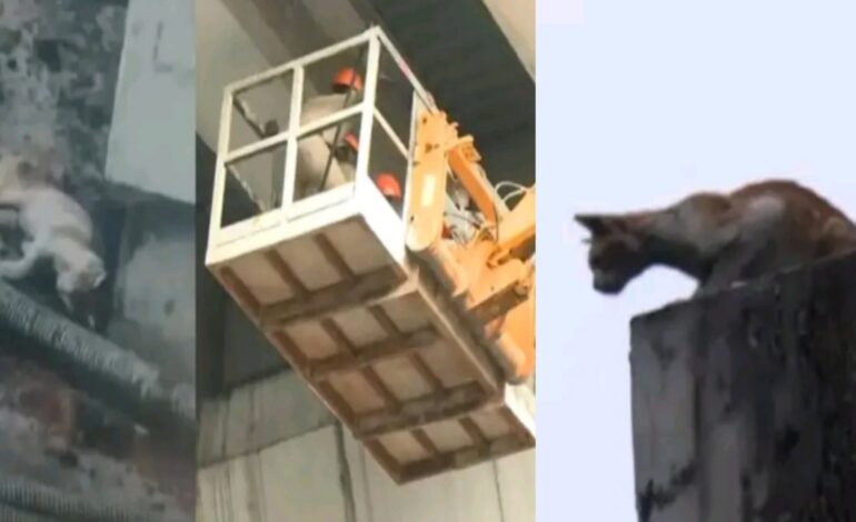 ഭക്ഷണമായി മീൻ നൽകി ‘; 13 ദിവസമായി കൊച്ചി മെട്രോ പില്ലറില്‍ കുടുങ്ങി പൂച്ചയെ, താഴെയിറക്കാനുള്ള   ശ്രമം താത്കാലികമായി നിർത്തിവച്ചു