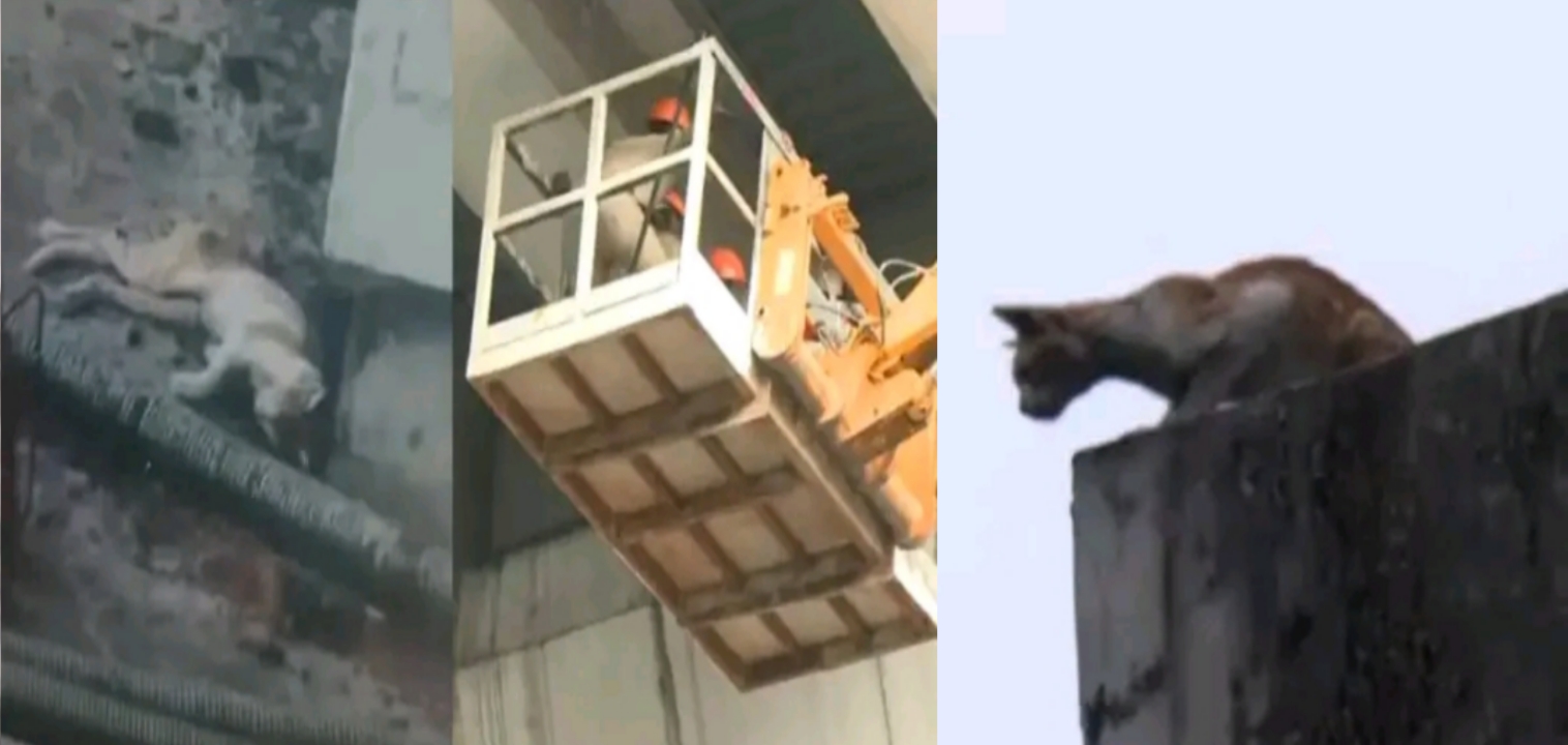 ഭക്ഷണമായി മീൻ നൽകി ‘; 13 ദിവസമായി കൊച്ചി മെട്രോ പില്ലറില്‍ കുടുങ്ങി പൂച്ചയെ, താഴെയിറക്കാനുള്ള   ശ്രമം താത്കാലികമായി നിർത്തിവച്ചു