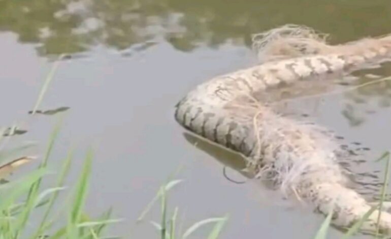 ഇടുക്കി പെരിയാറ്റിൽ 4 പെരുമ്പാമ്പുകളെ ചത്ത നിലയിൽ കണ്ടെത്തി