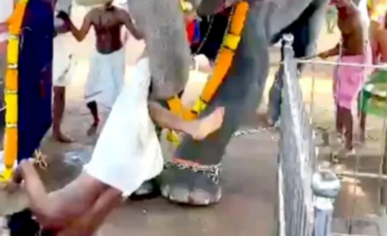 അന്നമനട മഹാദേവ ക്ഷേത്രത്തിൽ ആനയിടഞ്ഞു; യുവാവിനെ തൂക്കിയെറിഞ്ഞു