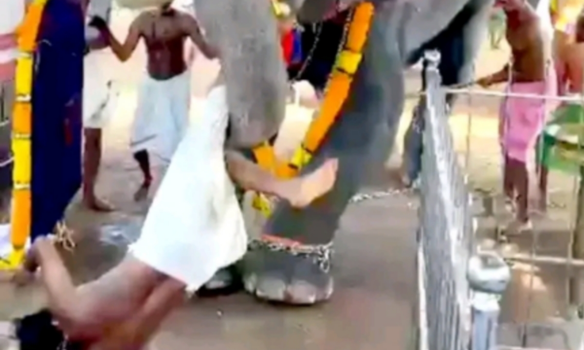 അന്നമനട മഹാദേവ ക്ഷേത്രത്തിൽ ആനയിടഞ്ഞു; യുവാവിനെ തൂക്കിയെറിഞ്ഞു