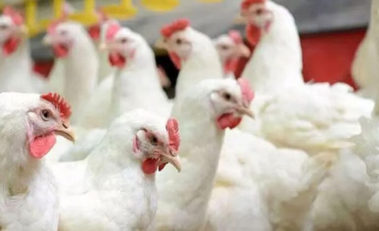 കോഴിക്കോട് പക്ഷിപ്പനി സ്ഥിരീകരിച്ചു; അഞ്ചു പ്രദേശങ്ങളിൽ ദ്രുതകർമസേന ഇറങ്ങി പക്ഷികളെ കൊന്നൊടുക്കും