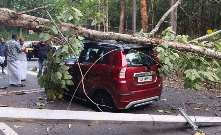കനകപ്പാലത്ത് വാ ഹനത്തിനു മുകളിൽ മരം ഒടിഞ്ഞുവീണു