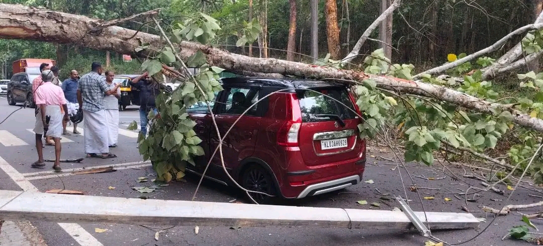കനകപ്പാലത്ത് വാ ഹനത്തിനു മുകളിൽ മരം ഒടിഞ്ഞുവീണു