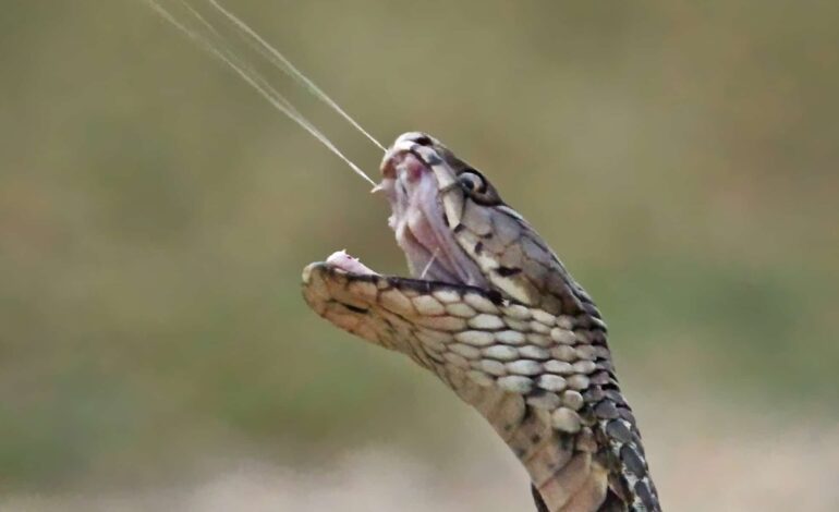 കായംകുളത്ത് 15 വയസുകാരിക്ക് പാമ്പുകടിയേറ്റു