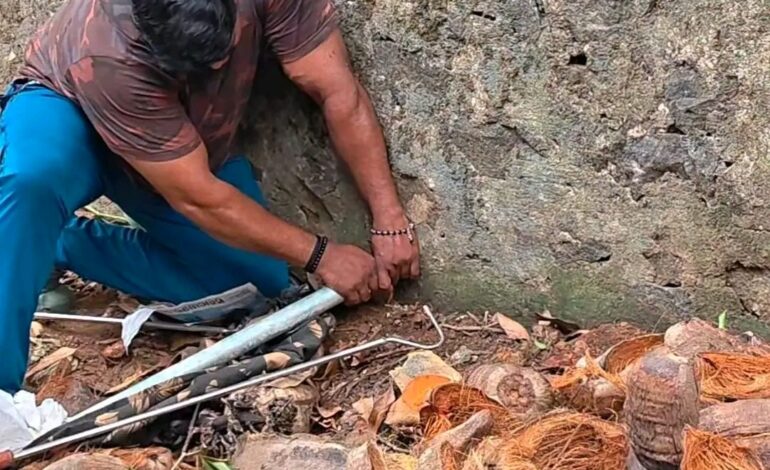ചങ്ങരംകുളത്ത് വിറകിനുള്ളിൽ നിന്ന് ഉഗ്രവിശമുള്ള മൂർഖൻ പാമ്പിനെ പിടികൂടി