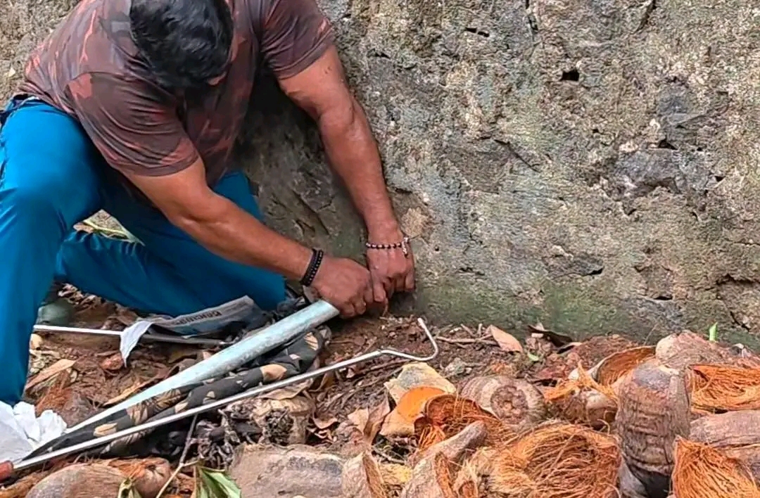 ചങ്ങരംകുളത്ത് വിറകിനുള്ളിൽ നിന്ന് ഉഗ്രവിശമുള്ള മൂർഖൻ പാമ്പിനെ പിടികൂടി
