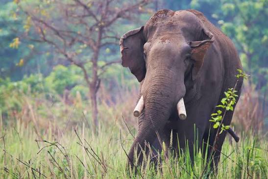 മലമ്പുഴയിൽ ഉറങ്ങിക്കിടന്നയാളെ കാട്ടാന ചവിട്ടിക്കൊന്നു